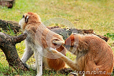 Couple of monkey is grooming. Male monkey checking for fleas and ticks in female. Monkey family fur on pair of show grooming. Stock Photo