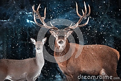 Couple of noble deer in a snowy forest. Natural winter image. Winter wonderland. Stock Photo