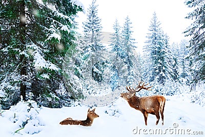 Couple of noble deer in a snowy winter forest. Christmas fantasy image. Winter wonderland Stock Photo