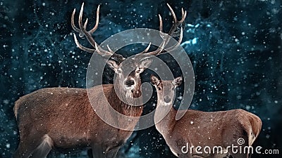 Couple of noble deer in a snowy winter forest. Natural winter image. Stock Photo