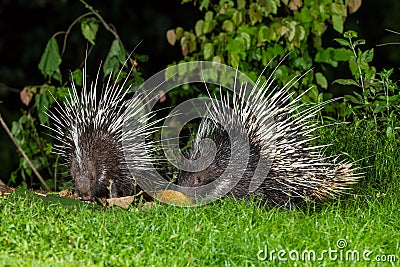 Couple of nocturnal animals Malayan porcupine Stock Photo