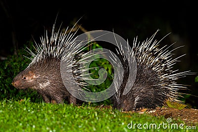 Couple of Nocturnal animals Malayan porcupine Stock Photo