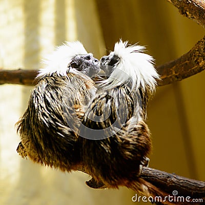 Couple Oedipus tamarin Stock Photo