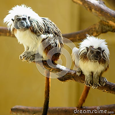 Couple Oedipus tamarin Stock Photo