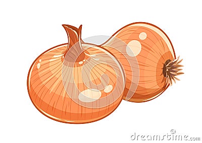 Couple onion vector illustration eps10 white Vector Illustration