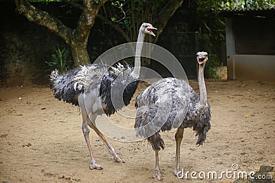 Couple of an ostrich playing in Dehiwala Zoo Garden Stock Photo