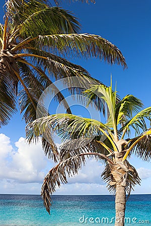 Couple palm trees close to turquoise sea water. Stock Photo