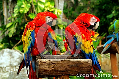 Couple of parrots Stock Photo