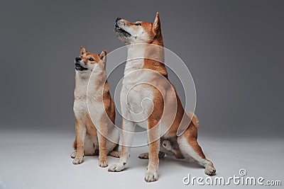 Couple of pedigreed shiba inu dogs and human person Stock Photo