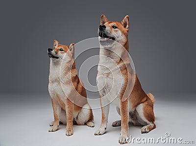 Couple of pedigreed shiba inu dogs posing in studio Stock Photo