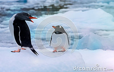 Couple of penguins on blue ice background. Antarctica wildlife. Gentoo. Stock Photo
