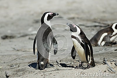 Couple of penguins at Cape Peninsula Stock Photo