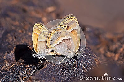 Mating couple of Coenonympha saadi , Persian heath butterfly Stock Photo