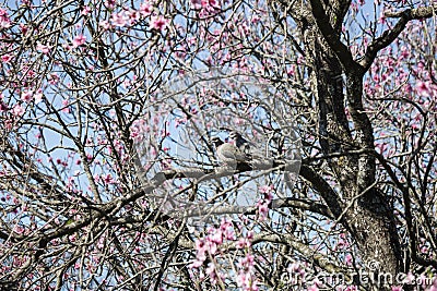 Couple pigeons beautiful group of pink flowers Stock Photo