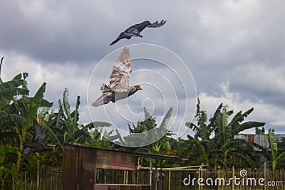 Couple pigeons flying around together in the fields. Stock Photo