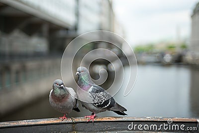 Couple pigeons in love Stock Photo