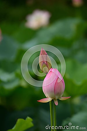 Couple Pink Lily Lotus shy Stock Photo