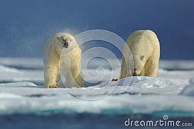 Couple of polar bear on drift ice with snow on Arctic Svalbard Stock Photo