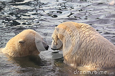 Couple of polar bears Stock Photo