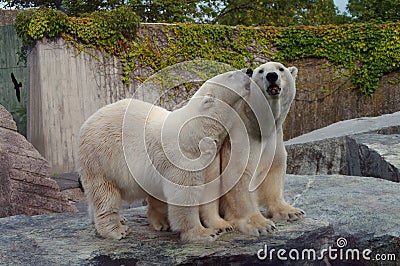 Couple of polar bears in love Stock Photo