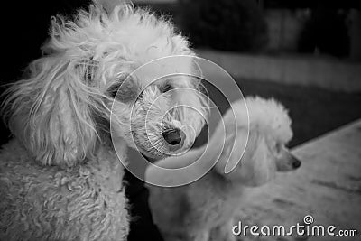 Couple of poodle Stock Photo