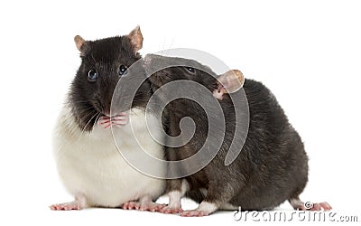 Couple of rats sitting and sniffing Stock Photo