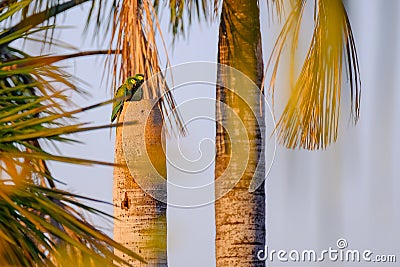 A couple of Red-bellied Macaw, Orthopsittaca Manilata, Lagoa das Araras, Bom Jardim, Nobres, Mato Grosso, Brazil Stock Photo