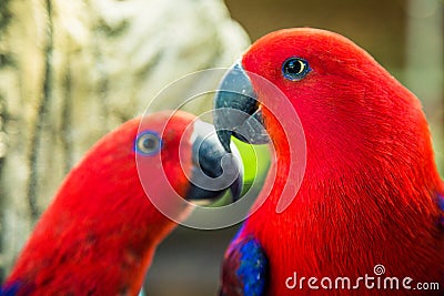 Couple of red parrots Stock Photo