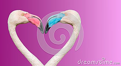 Couple of Rosy Chilean flamingos with different beaks in color, making loving heart at smooth gradient background Stock Photo