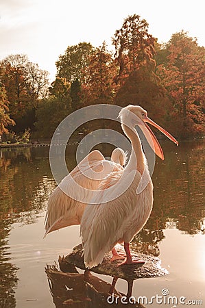 A couple of Rosy Pelicans at the Luise Park in Mannheim, Germany Stock Photo