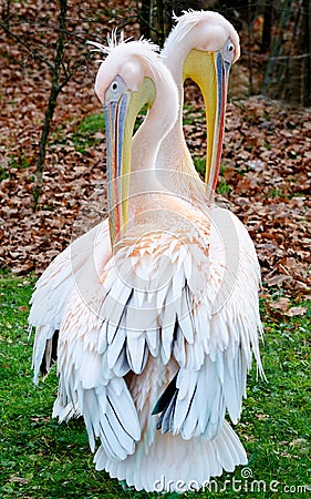 Couple of rosy pelicans standing on the green grass Stock Photo