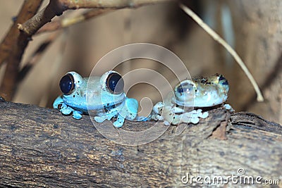 Ruby-eyed treefrog Stock Photo