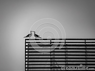 A couple of seagulls in love Stock Photo