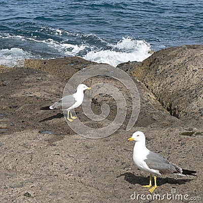 Couple of Seagulls Stock Photo
