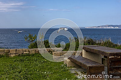 A couple of seagulls on the ocean. Love. Time together. Vacation. Stock Photo