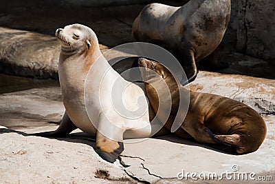 Couple of seals enjoing the sun Stock Photo