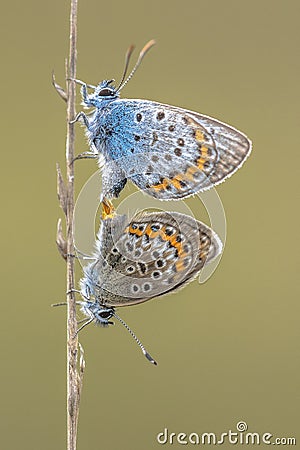 Couple silver studded blue butterflies mating Stock Photo