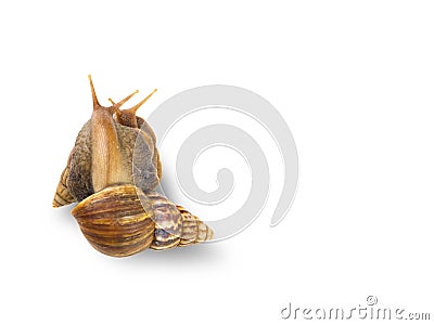 Couple snail sweetheart action isolated on white Stock Photo