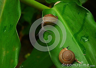 Couple of snails on a leaf. Stock Photo