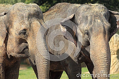 South-East Asian elephant Stock Photo