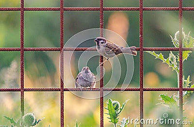 Couple of Sparrows on a Grids in Prague II Stock Photo