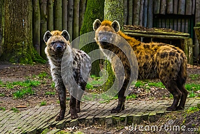Couple of spotted hyenas standing next to each other, wild carnivorous mammals from the desert of Africa Stock Photo