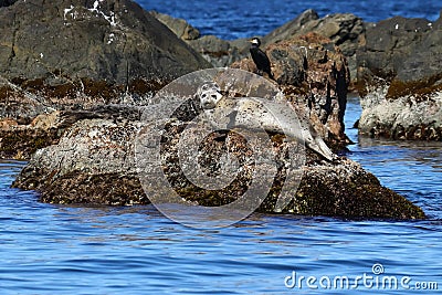 Couple of spotted seals Phoca largha laying on the rock island face to face. Marine mammals in natural habitat. Wild animals on th Stock Photo