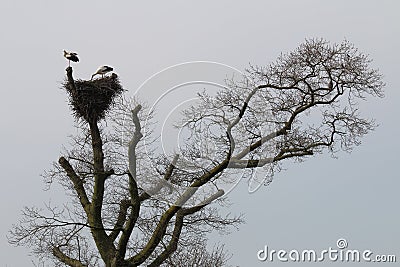 Couple of storks in dutch tree, Brummen Stock Photo