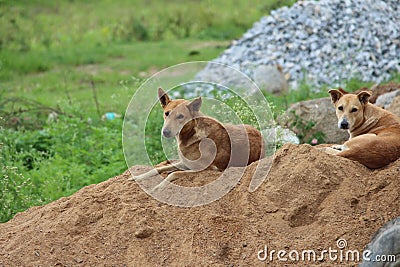Couple of stray, street dogs lying down on a pile of sand. Looks at me when I took pictures of them. Native breed but fidel dogs Stock Photo