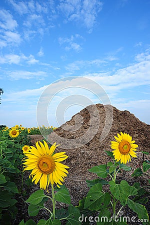 Couple sunflower Stock Photo