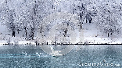 Couple swans flight on lake Stock Photo