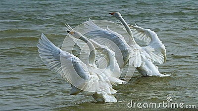 Couple swans Stock Photo