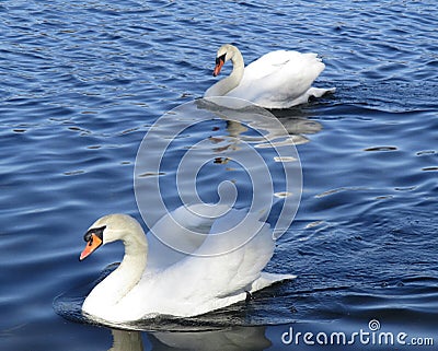 Couple of swans are floating in lake. Stock Photo