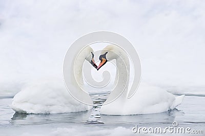 Couple of swans forming heart Stock Photo